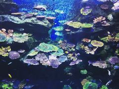 -暹罗海洋世界