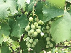 -武清南湖绿博园