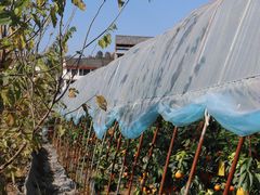 -楠溪江风景名胜区