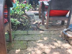 -Fern Forest Cafe
