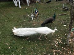 -昆明动物园