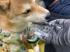 -逗柴咖啡屋·狗咖猫咖宠物桌游
