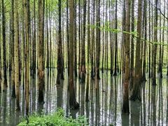 -石台牯牛降景区