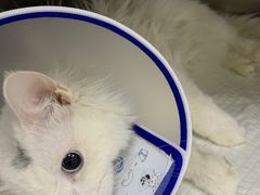 -中农国际动物医院24小时·猫科·骨科·急重症中心