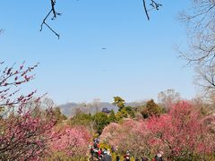 -南京古林公园