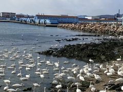 -烟墩角天鹅湖