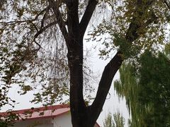 -丰台花园