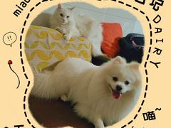 -瑞鹏宠物医院·骨科·猫科·内科(第一中心)