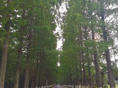 -黄海国家森林公园