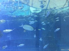 -乐从天佑城海洋馆