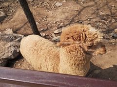 -青岛森林野生动物世界