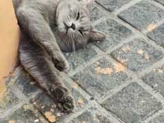 -猫岛主趣味餐厅(鼓浪屿店)