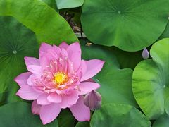 -广州莲花山旅游区