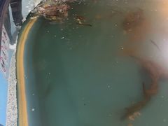 -上海大自然野生昆虫馆(东方明珠·爬宠昆虫探索中心)