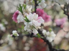 -南汇桃花村
