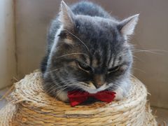 -猫儿山۰猫主题餐厅