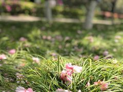 -高东镇樱花园
