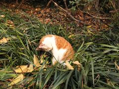 -西湖外事游船(花港观鱼码头)