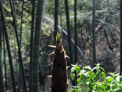 -西湖风景区十里琅珰-五云山