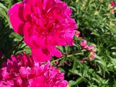 -黑龙江省森林植物园