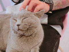 -三花喵·撸猫购宠·宠物生活馆(虹桥南丰城店)