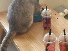 -Let's go狗咖·猫咖·奶狗·桌游(春熙路IFS店)