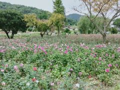 -龙寺生态园
