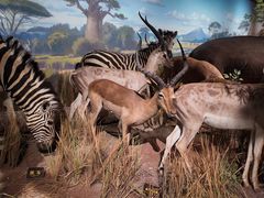 -陕西自然博物馆