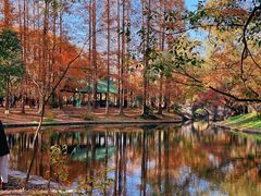 -上海共青森林公园