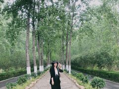 -合肥滨湖国家森林公园