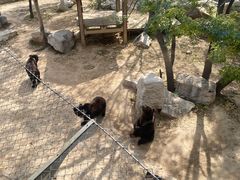 -石家庄市动物园