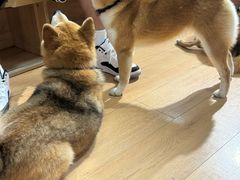 -是阿柴呀！柴犬咖啡·爱喵喵猫咖