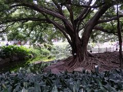 -晓港公园