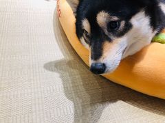 -逗柴咖啡屋·狗咖猫咖宠物桌游