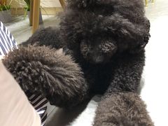 -喵店&猫咖