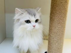 -十月米努特矮脚猫舍