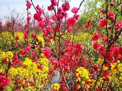 -南汇桃花村