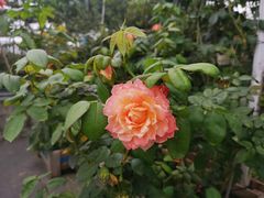 -人民公园(罗湖区)