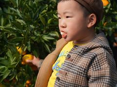 -前小桔亲子创意农场·草莓采摘·露营烧烤