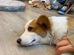 -浣熊柯尔鸭土拨鼠·电玩咖