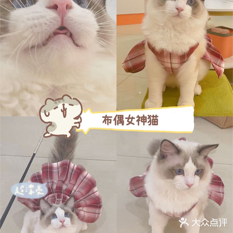 广州这里买猫最靠谱!ONLY CAT唯有猫名猫馆