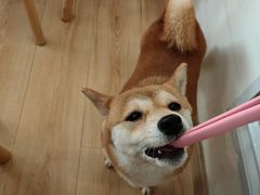 -柴の食堂·日式家庭料理·熊之肆(大学路店)