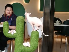 -飞行喵MR PILOT|猫舍·猫咖(静安大融城店)