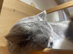 -滚猫咖啡·猫咖·猫友好撸猫(未来城店)