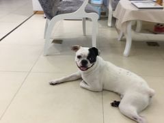 -1013 PET SHOP 宠物商店(近铁城市广场店)