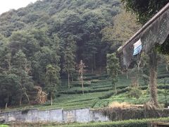 -随意茶庄·地道杭帮农家菜(梅家坞店)