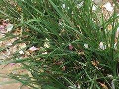 -武清南湖绿博园