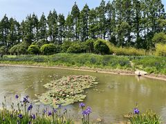 -上海长兴岛郊野公园