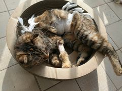 -佳怡动物医院·平价24小时·猫专科骨外科