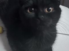 -纳吉亚猫专科动物诊疗中心(蒋宅口分院)